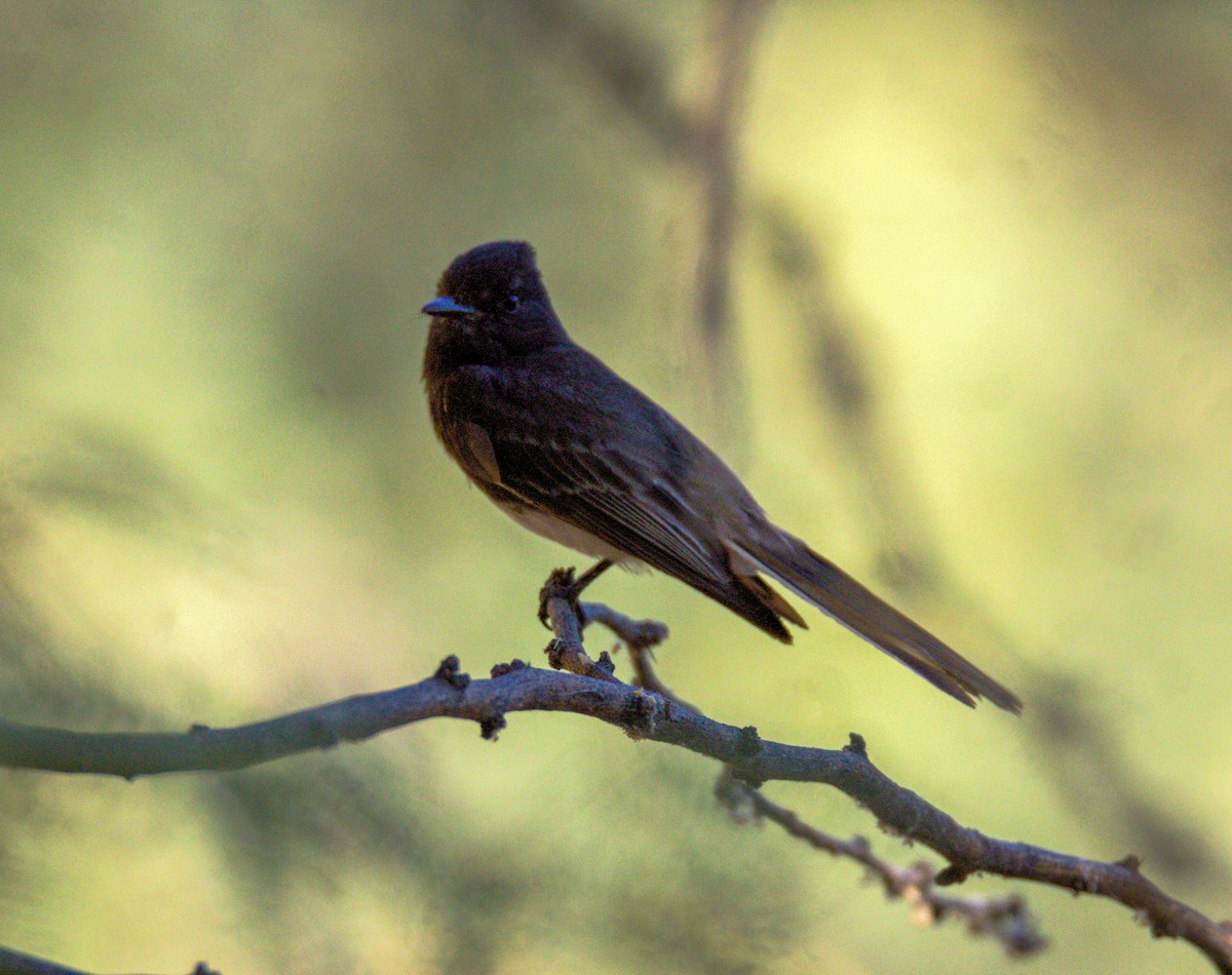 Black Phoebe - Don Carney