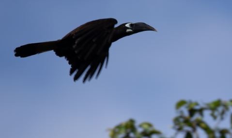 Bushy-crested Hornbill - ML620572922