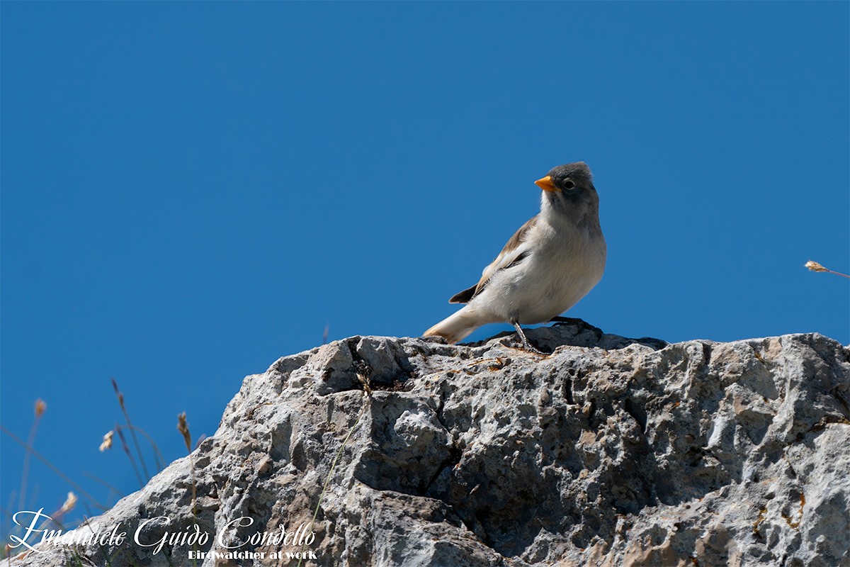 White-winged Snowfinch - ML620572930