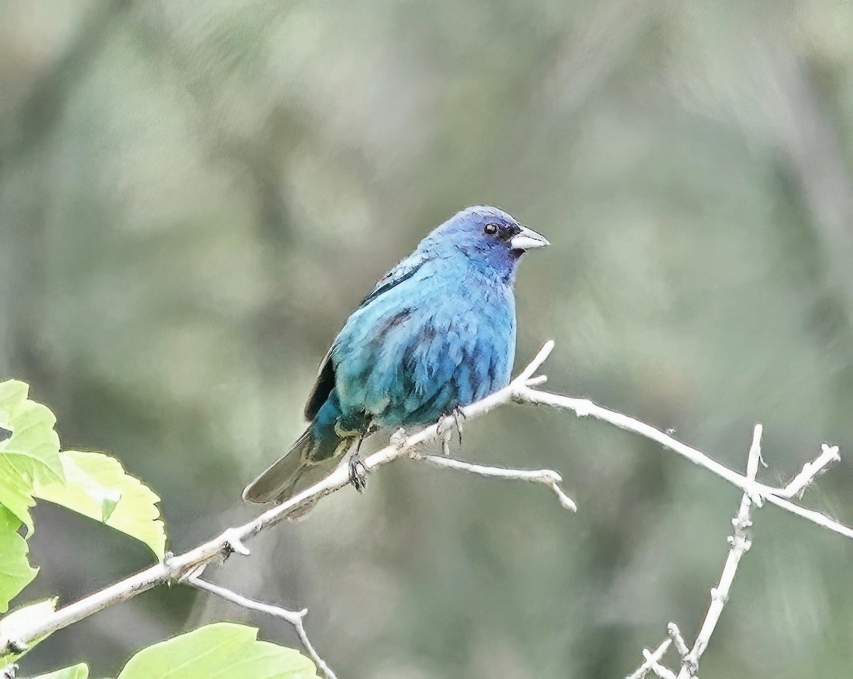 Indigo Bunting - ML620572931