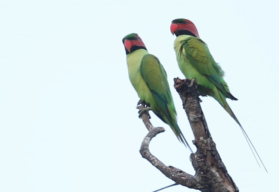 Long-tailed Parakeet - ML620572940