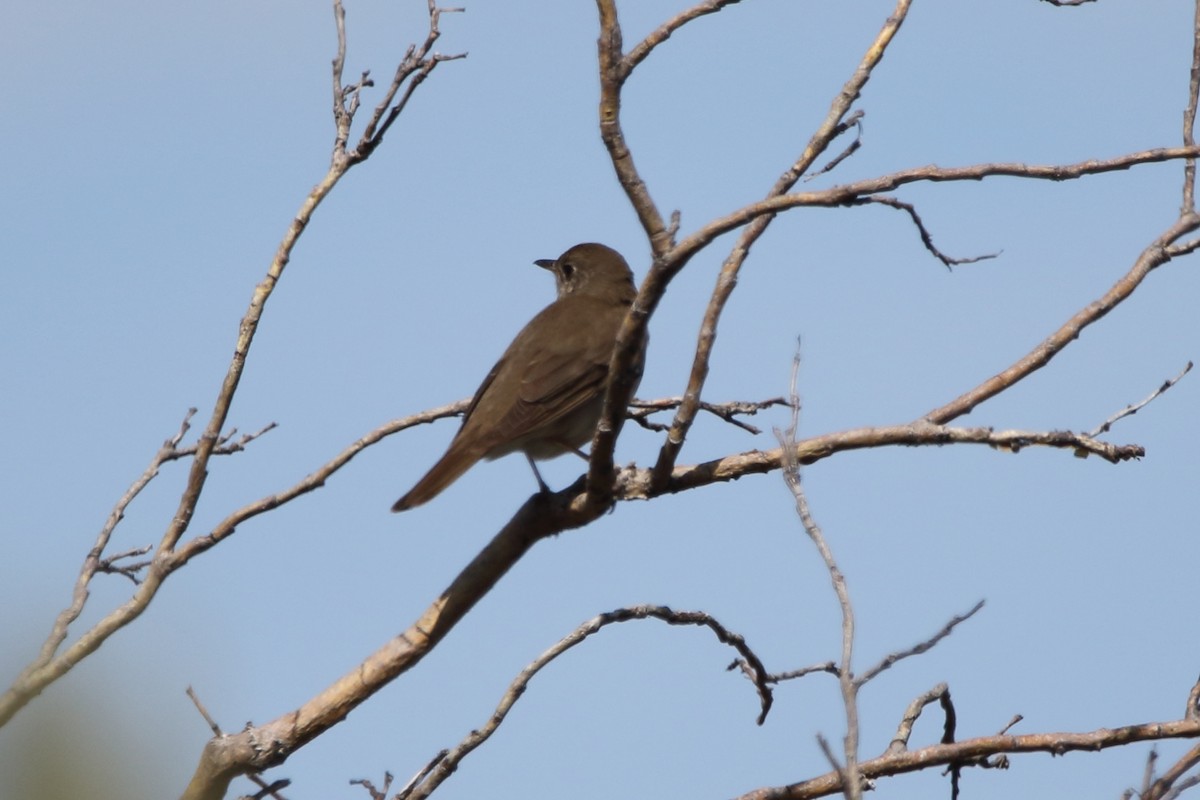 Gray-cheeked Thrush - ML620572953