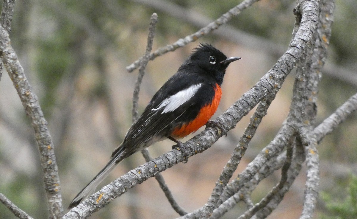 Painted Redstart - ML620572958