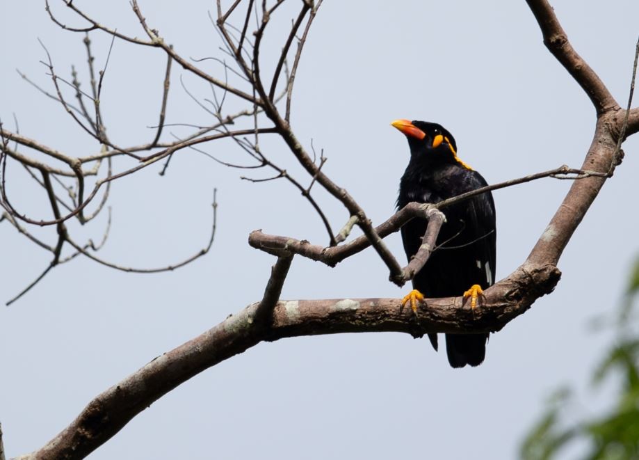 Common Hill Myna - ML620572967