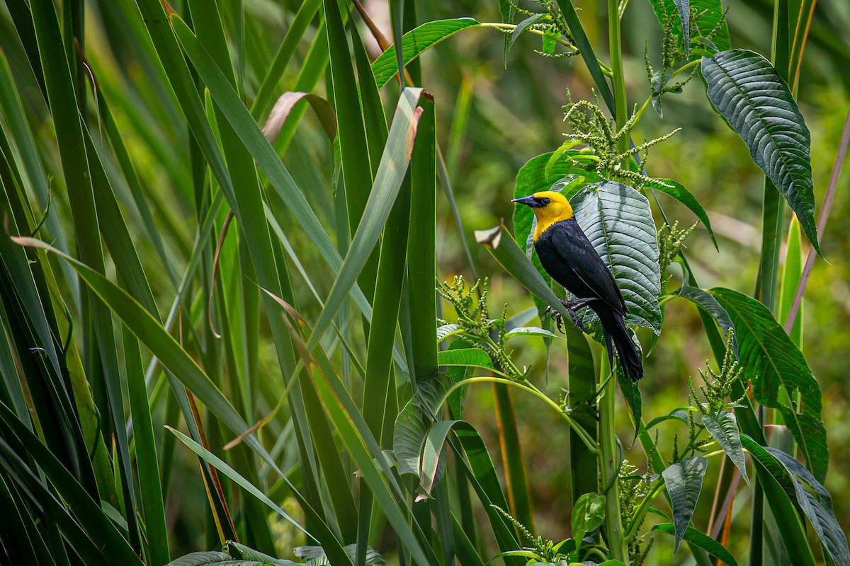 Yellow-hooded Blackbird - ML620572969