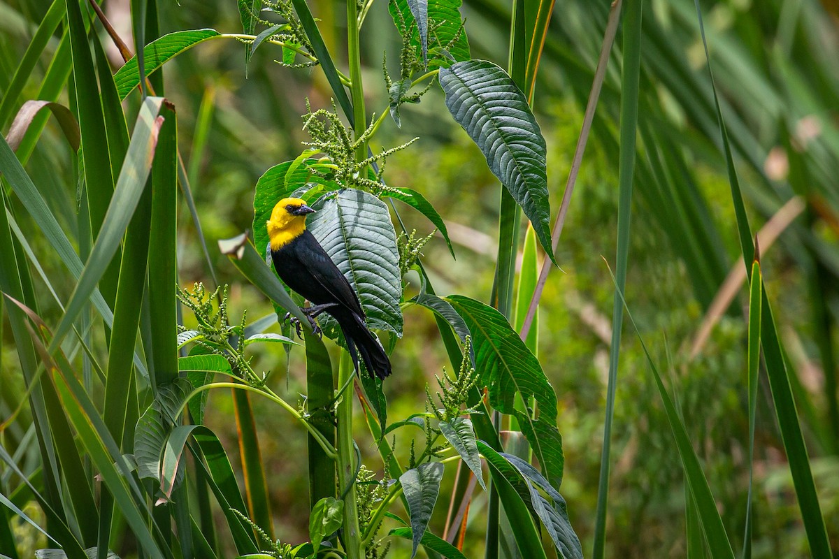 Yellow-hooded Blackbird - ML620572970