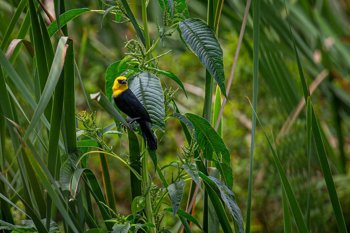 Yellow-hooded Blackbird - ML620572971