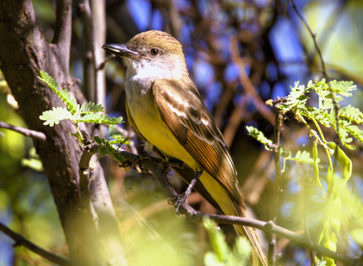 Brown-crested Flycatcher - ML620572975