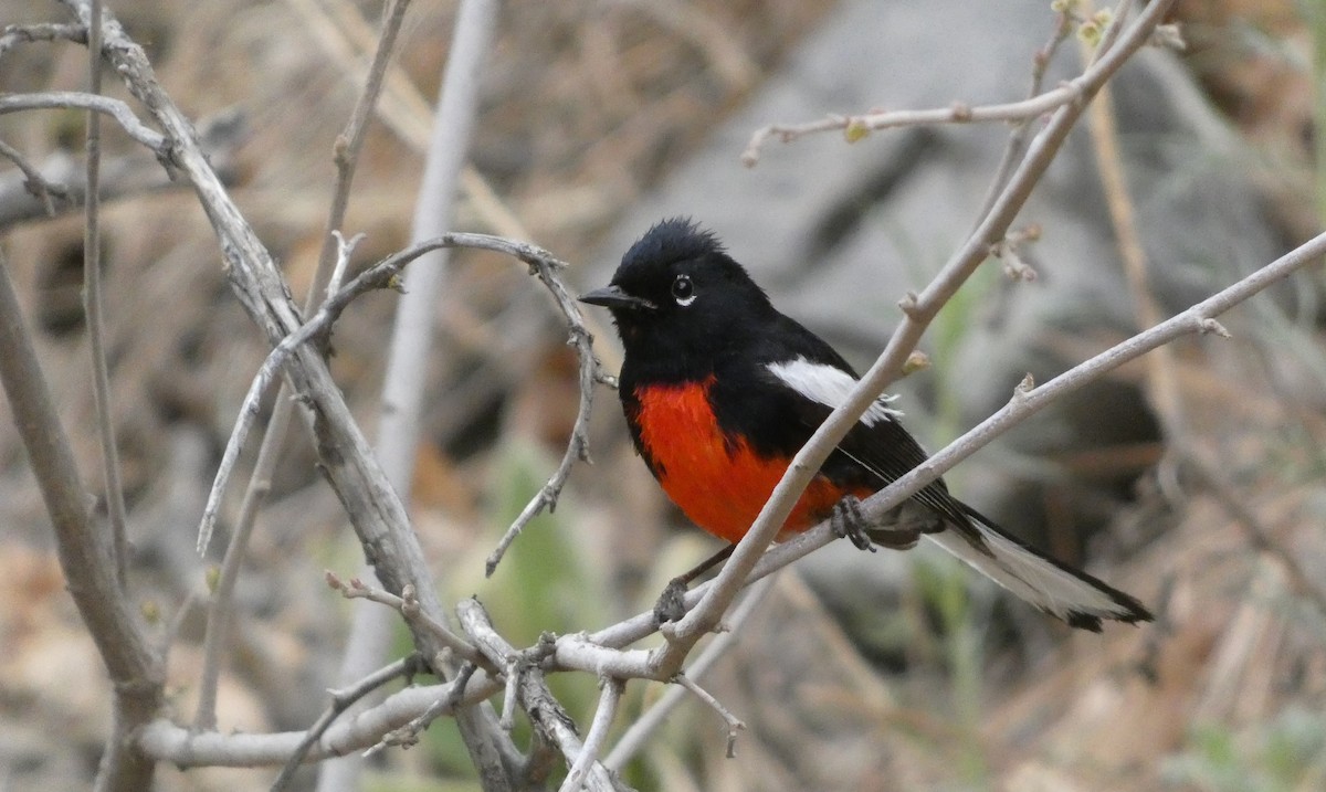 Painted Redstart - ML620572977