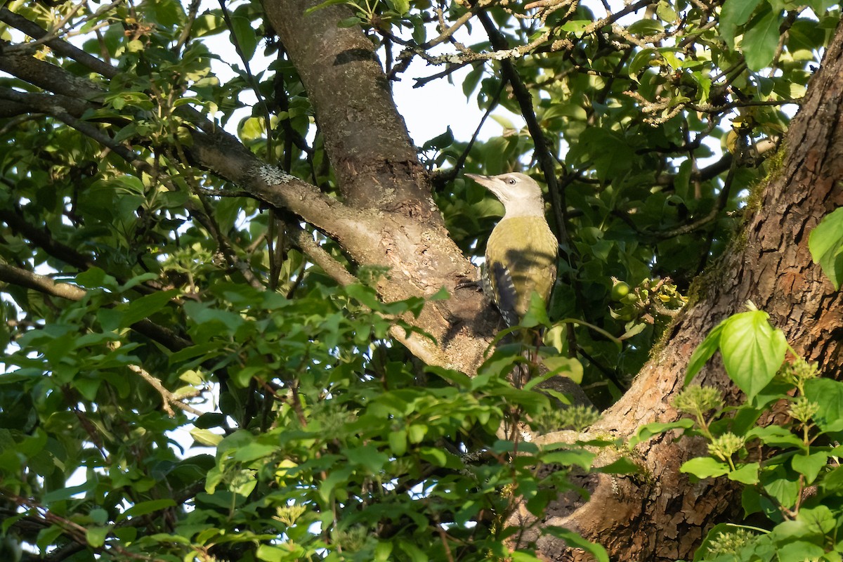 Gray-headed Woodpecker - ML620572998