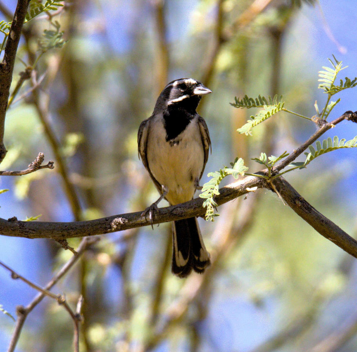 Black-throated Sparrow - ML620573000