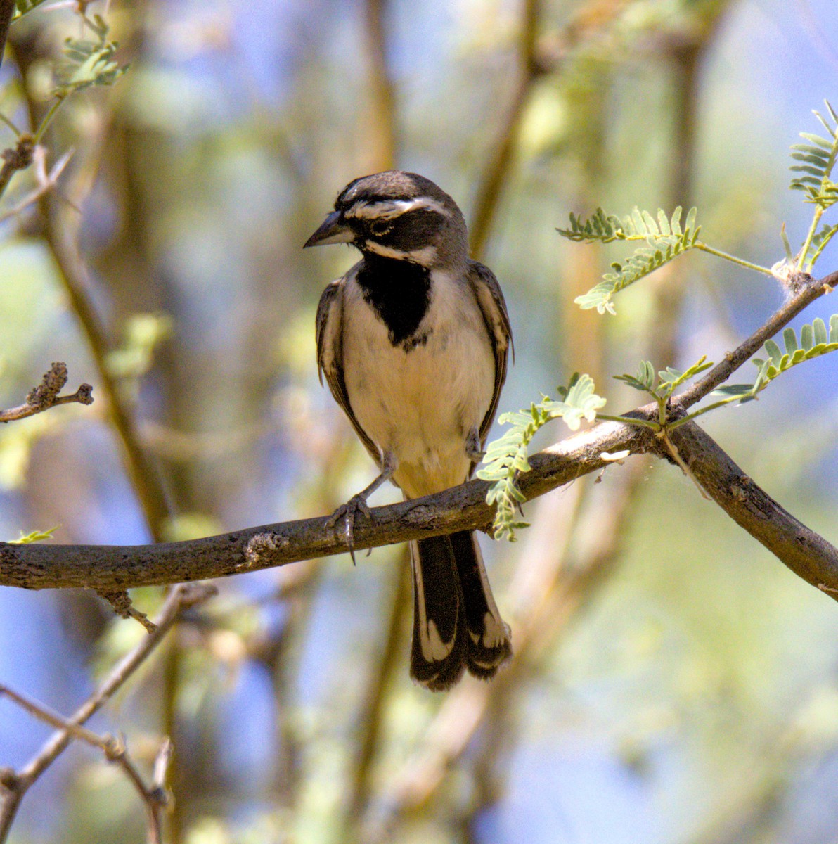 Black-throated Sparrow - ML620573001