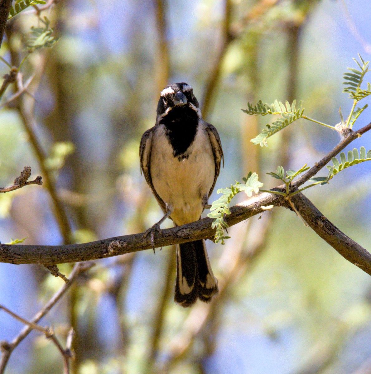 Black-throated Sparrow - ML620573002