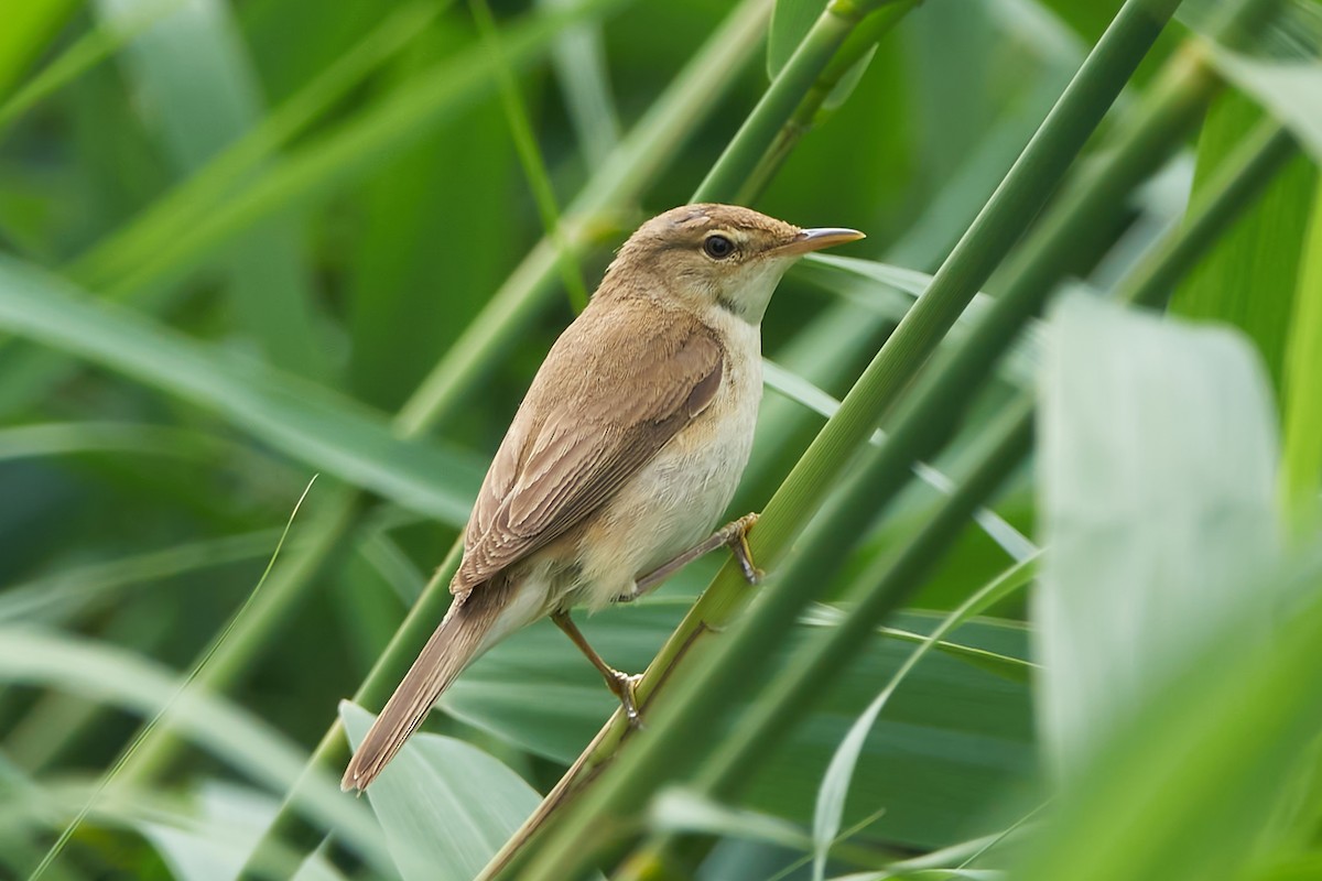 Common Reed Warbler - ML620573008