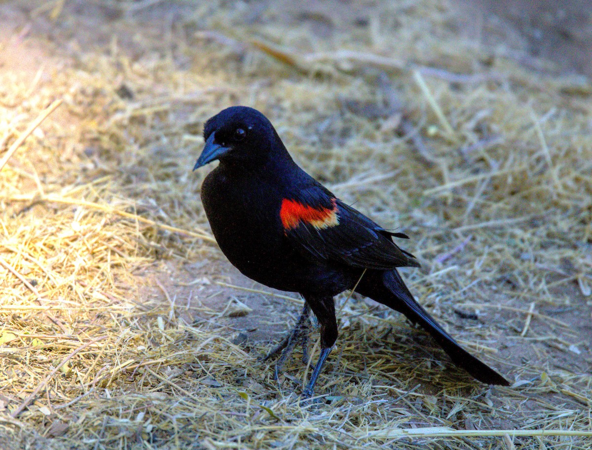 Red-winged Blackbird - ML620573021