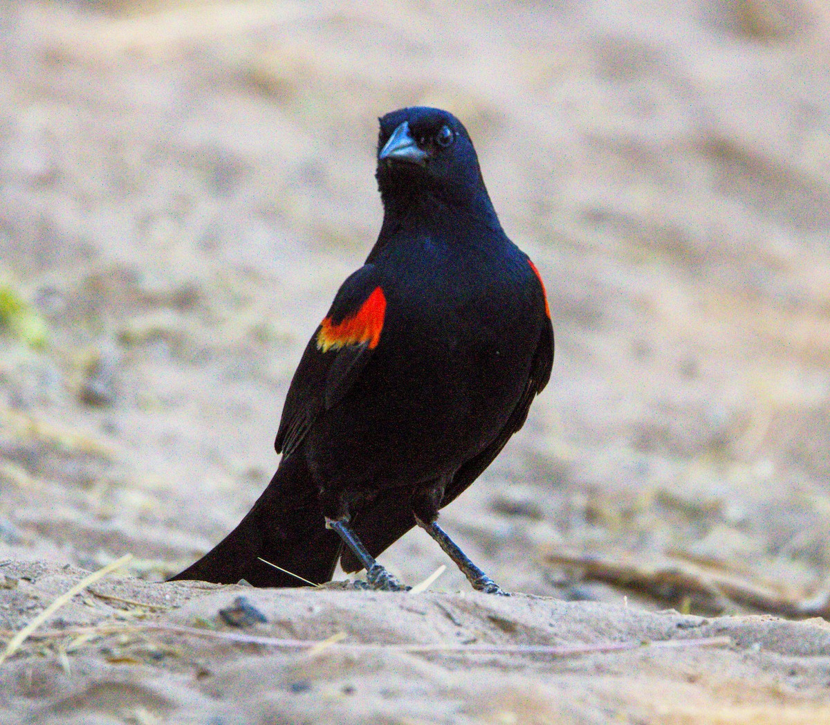 Red-winged Blackbird - ML620573022