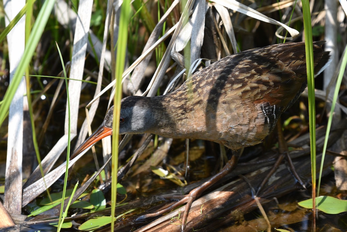 Virginia Rail - ML620573023