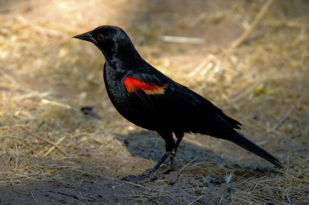 Red-winged Blackbird - ML620573029