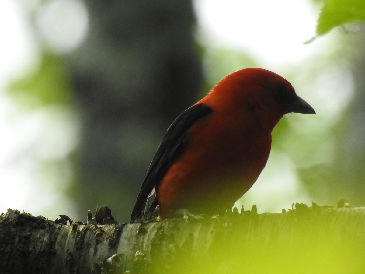 Scarlet Tanager - ML620573032