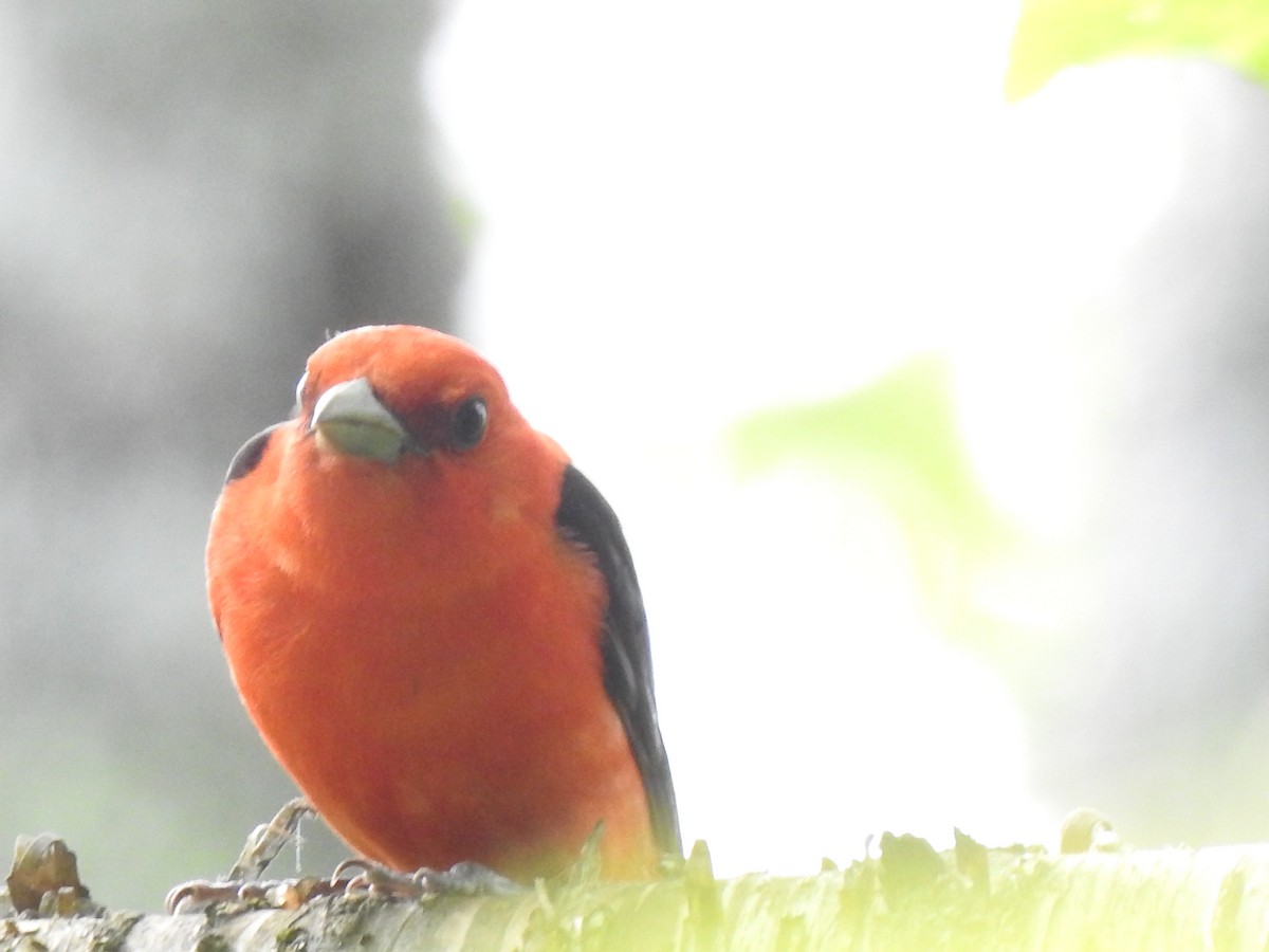 Scarlet Tanager - ML620573037