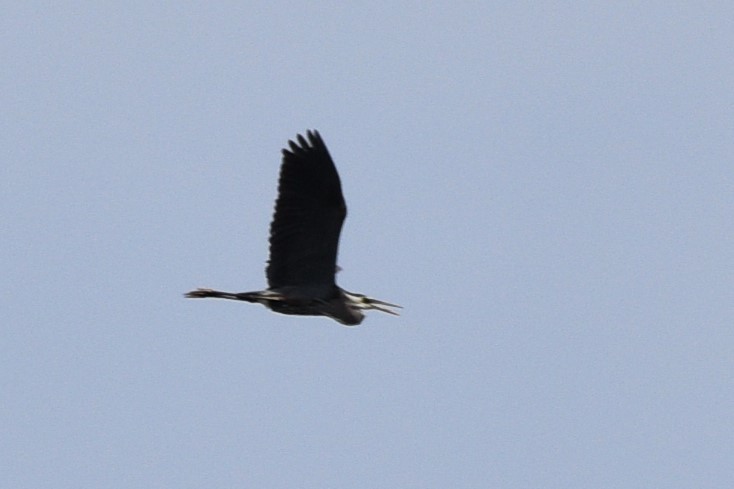 Great Blue Heron - ML620573042