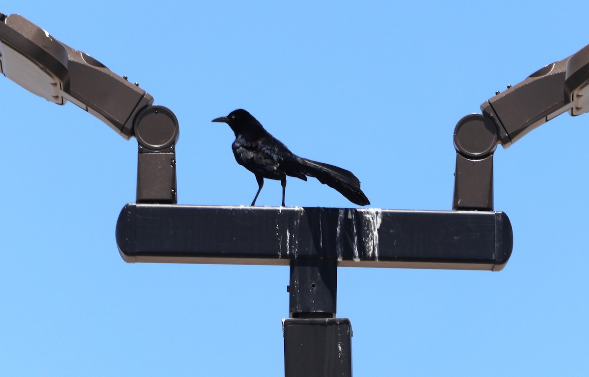 Great-tailed Grackle - ML620573046