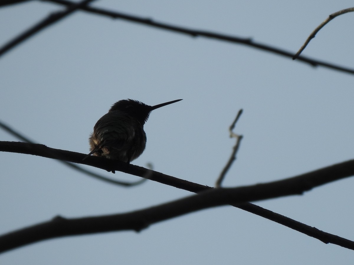 Ruby-throated Hummingbird - ML620573048