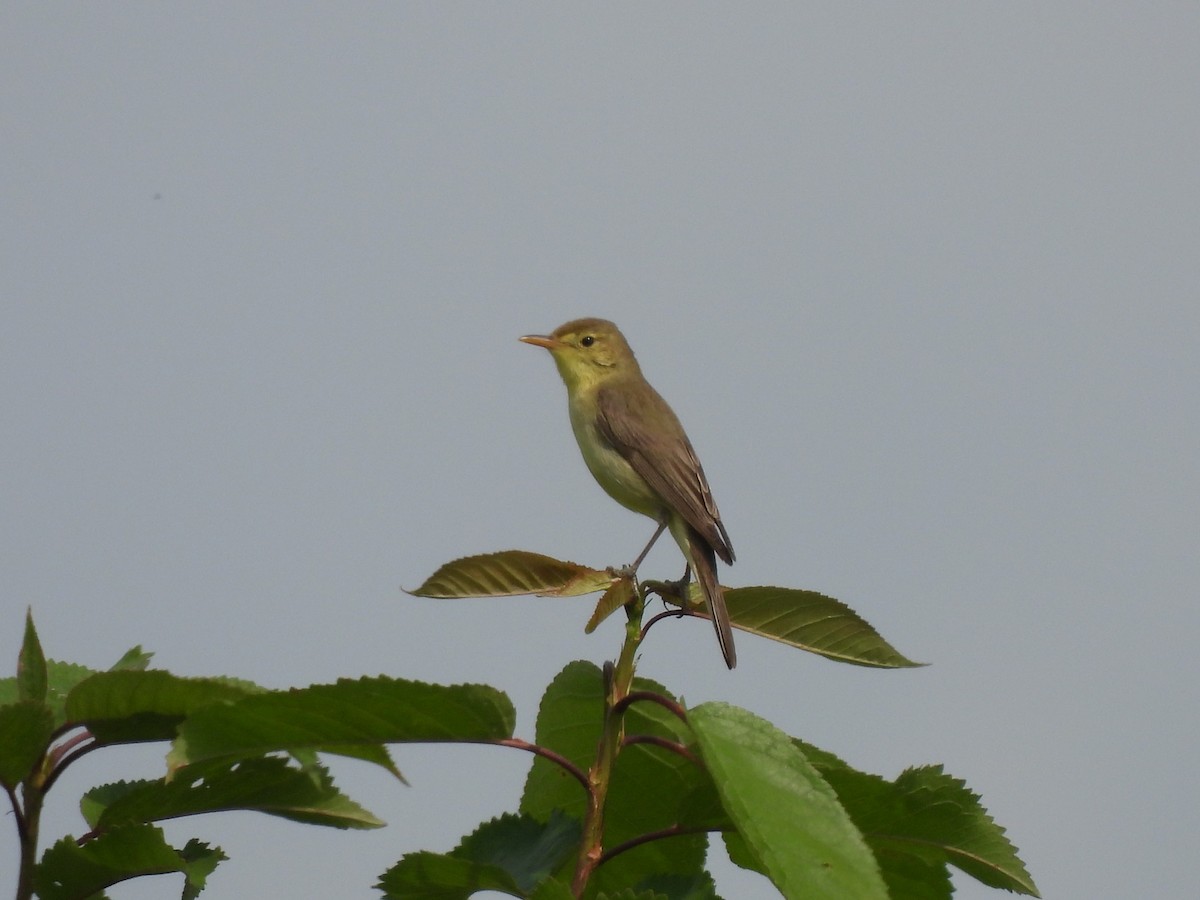 Melodious Warbler - ML620573058