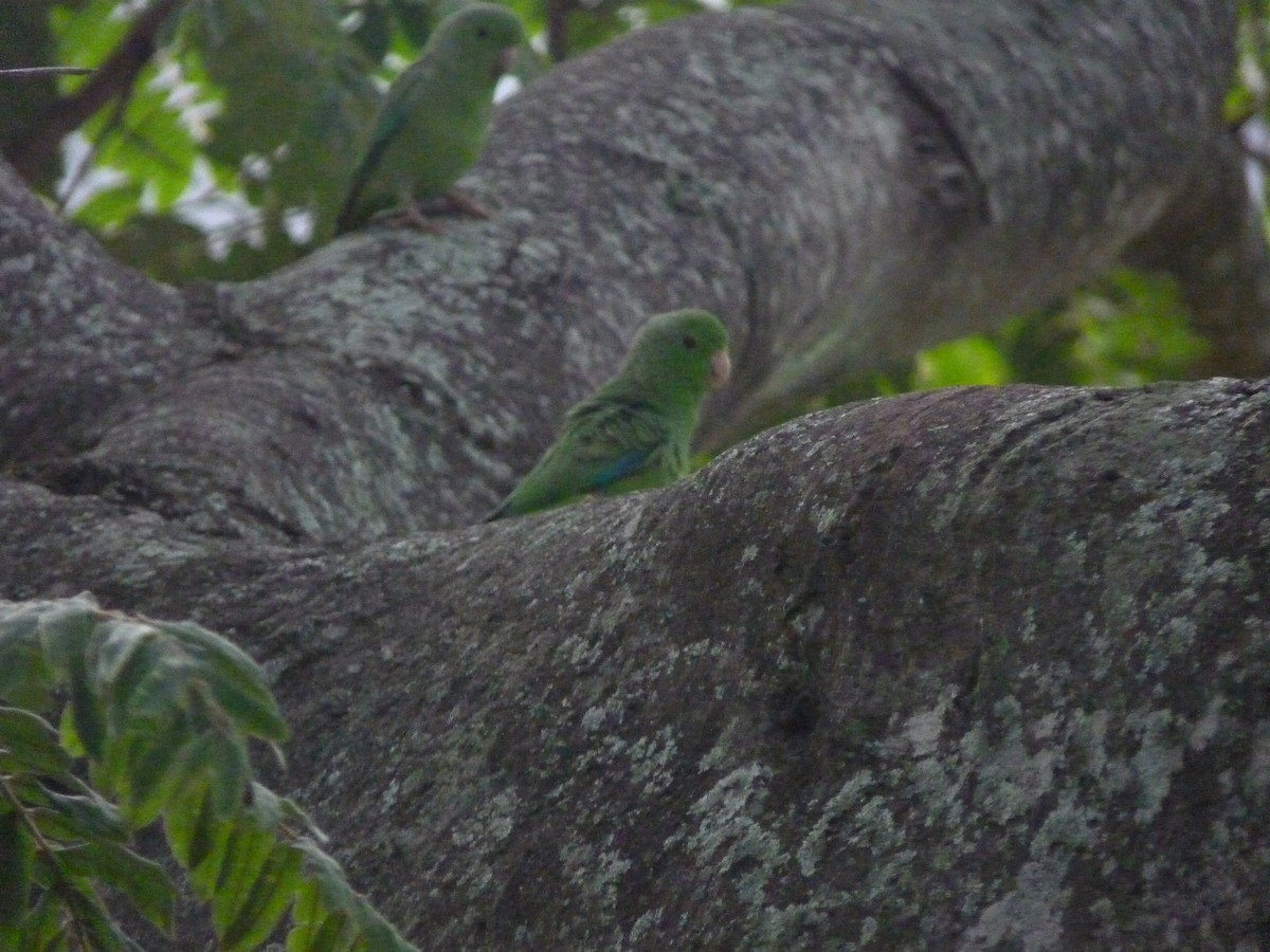 Зелёный воробьиный попугайчик - ML620573059