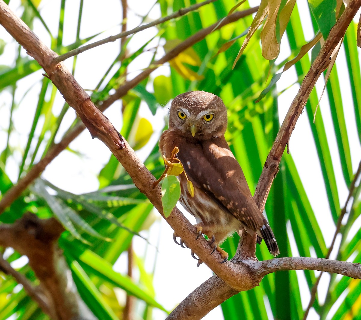 Central American Pygmy-Owl - ML620573072