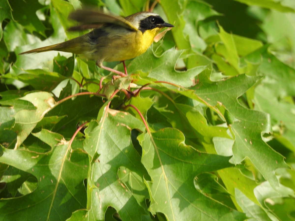 Common Yellowthroat - Jacques Bélanger