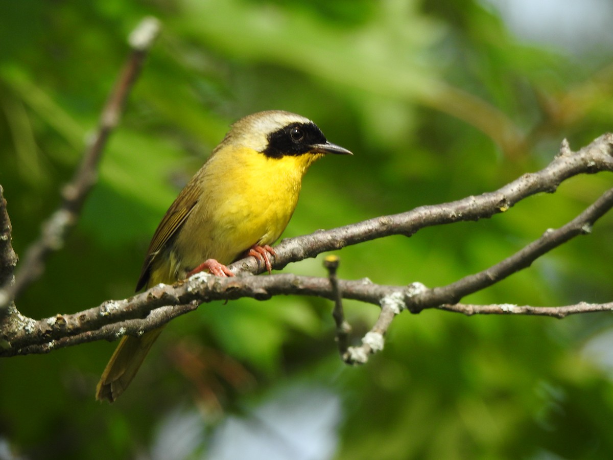 Common Yellowthroat - Jacques Bélanger