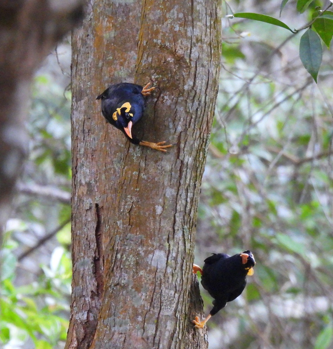 Southern Hill Myna - ML620573081