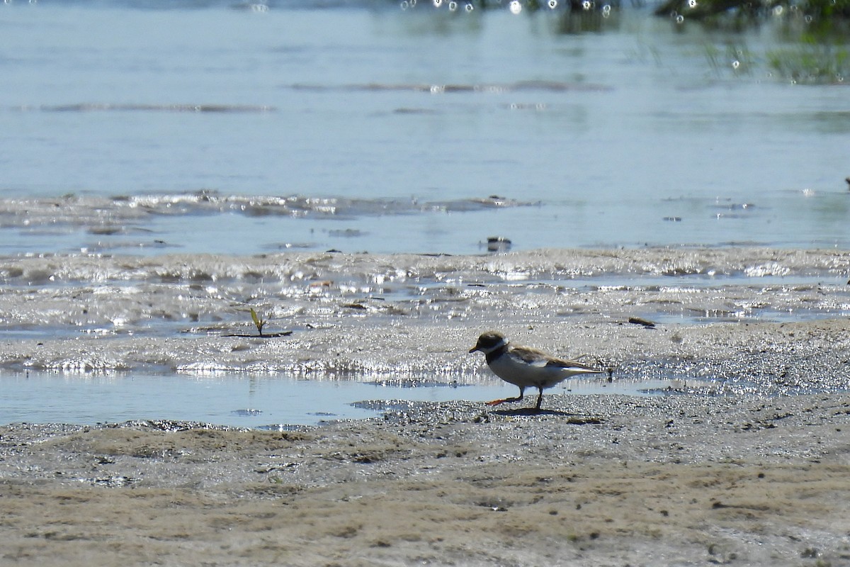 Common Ringed Plover - Beata Prusak