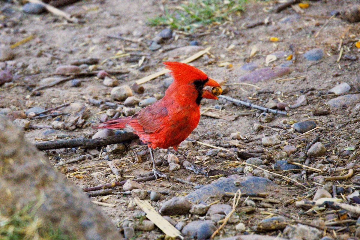 Cardinal rouge - ML620573089