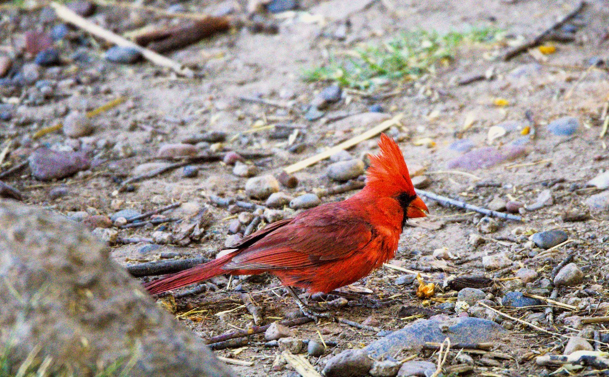 Cardenal Norteño - ML620573090