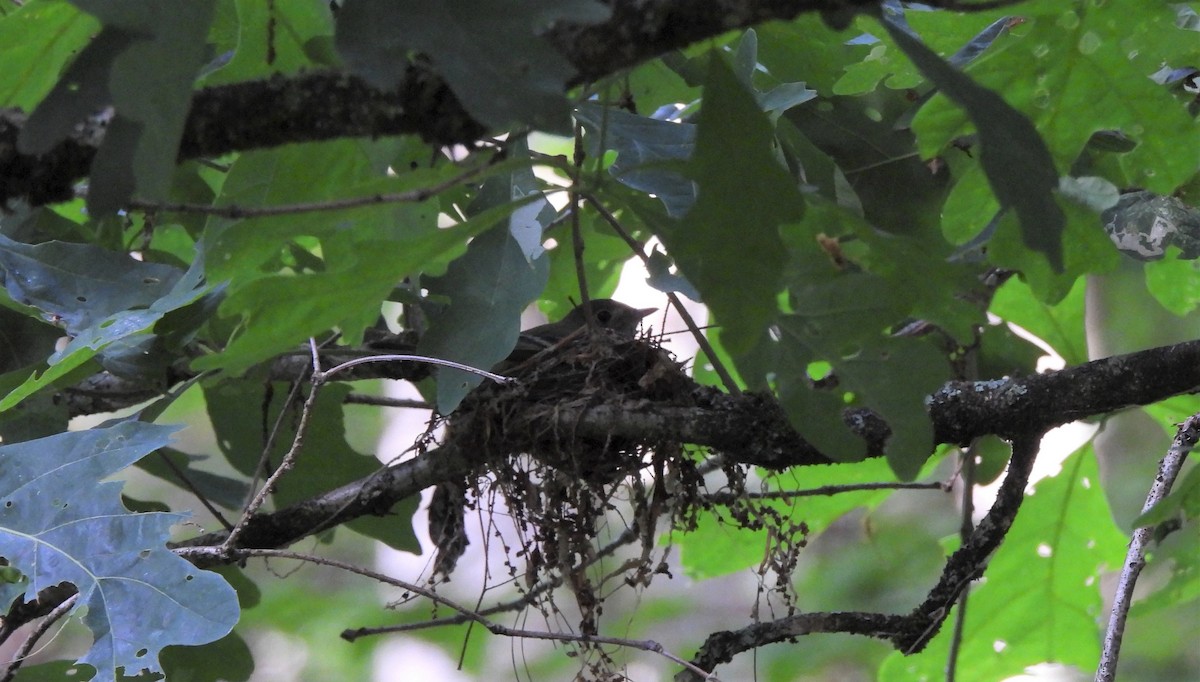 Acadian Flycatcher - ML620573093