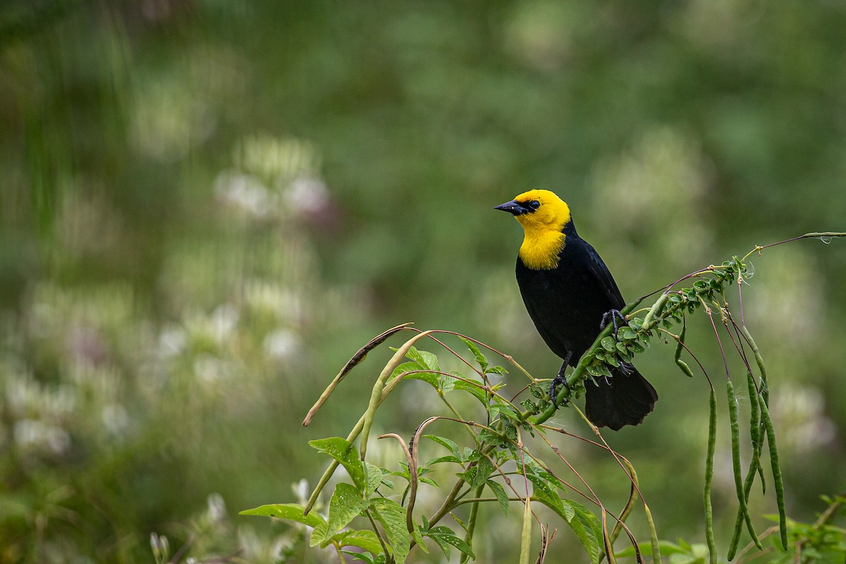 Yellow-hooded Blackbird - ML620573095