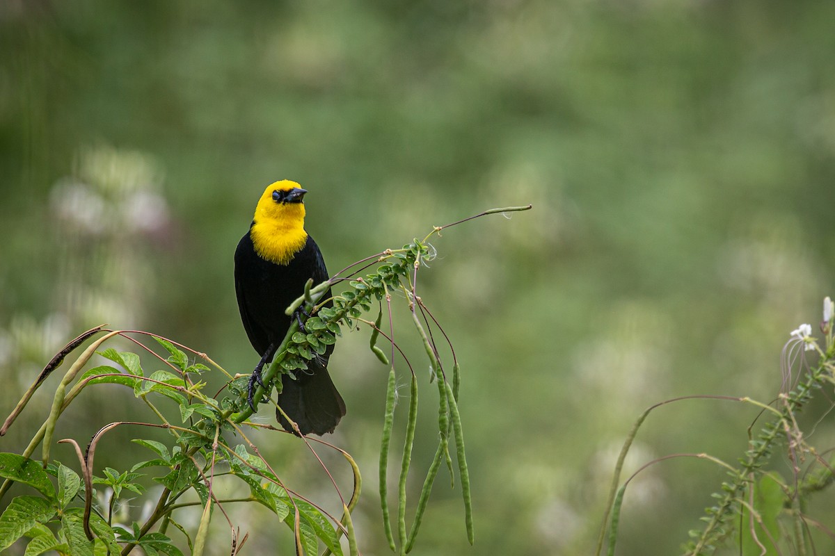 Yellow-hooded Blackbird - ML620573096