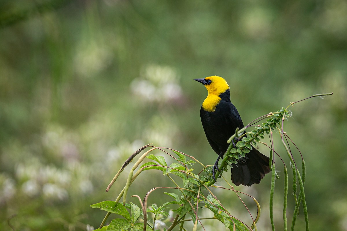 Yellow-hooded Blackbird - ML620573098