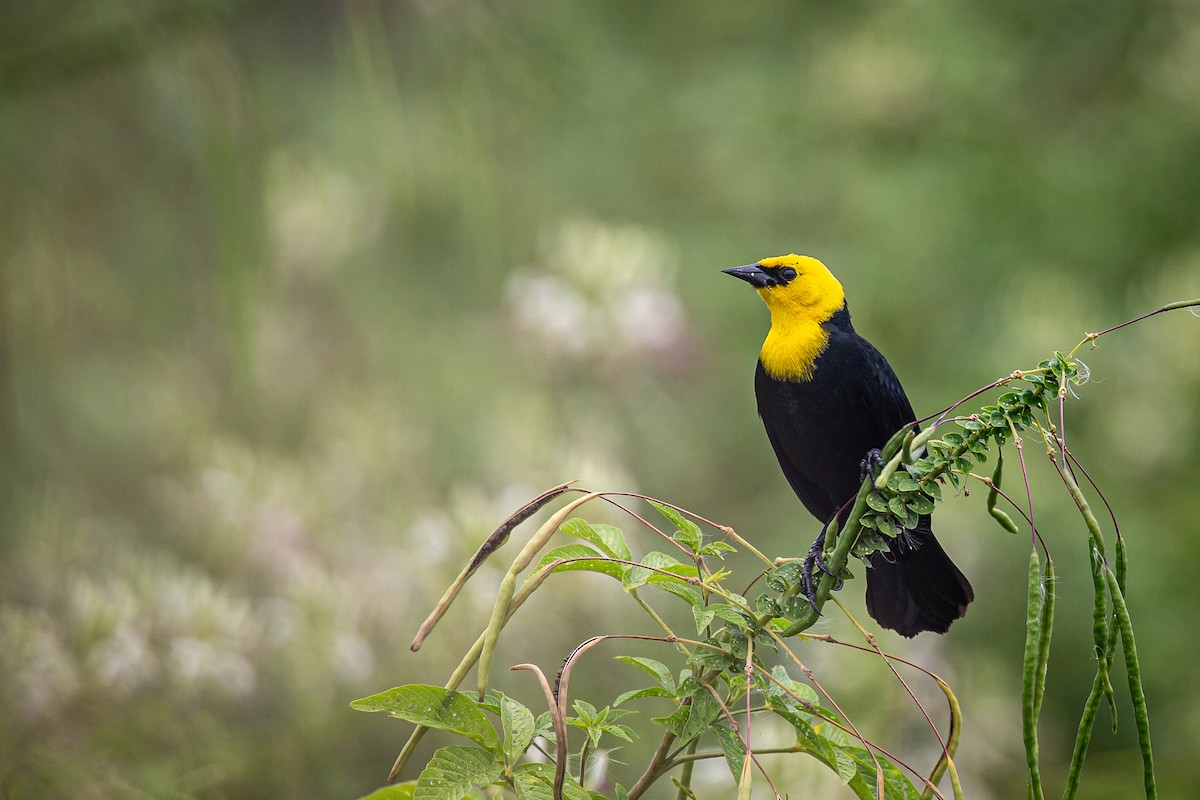 Yellow-hooded Blackbird - ML620573099