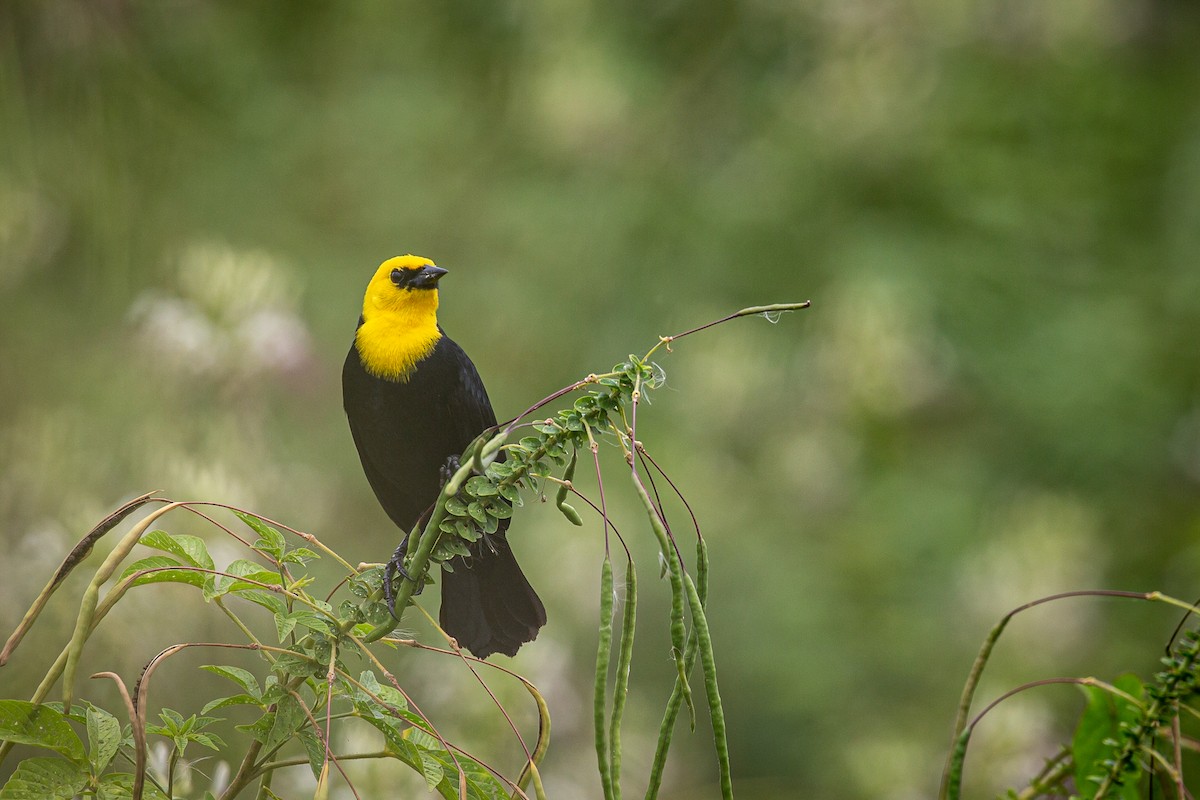 Yellow-hooded Blackbird - Francisco Russo