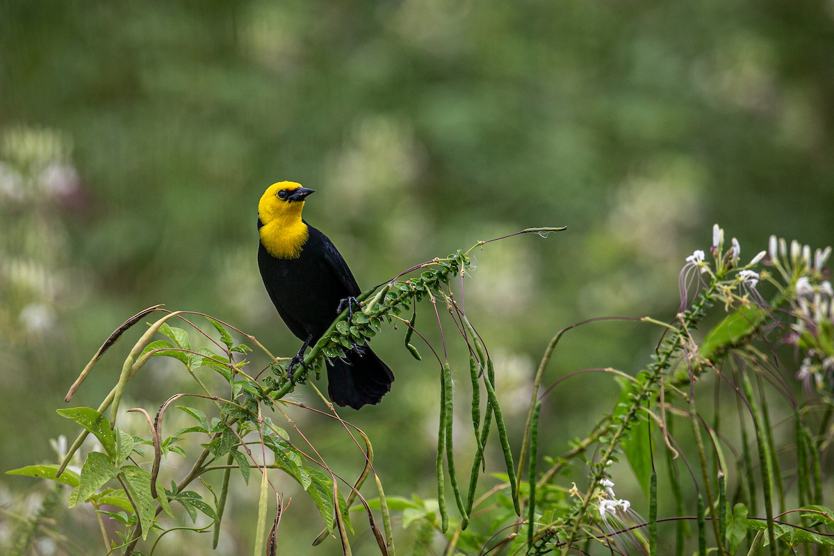 Yellow-hooded Blackbird - ML620573101