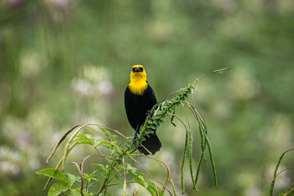 Yellow-hooded Blackbird - ML620573102