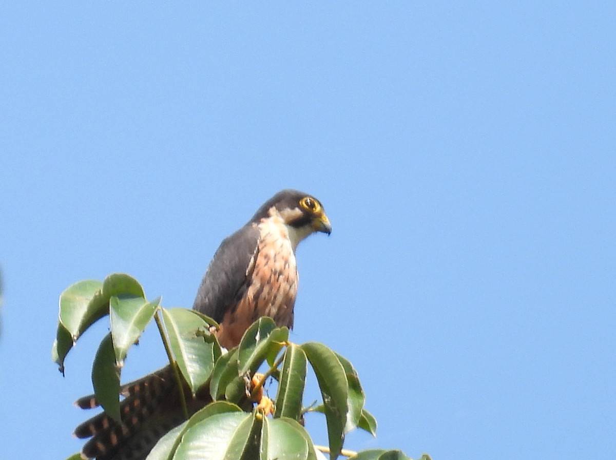 Alcotán Africano - ML620573103