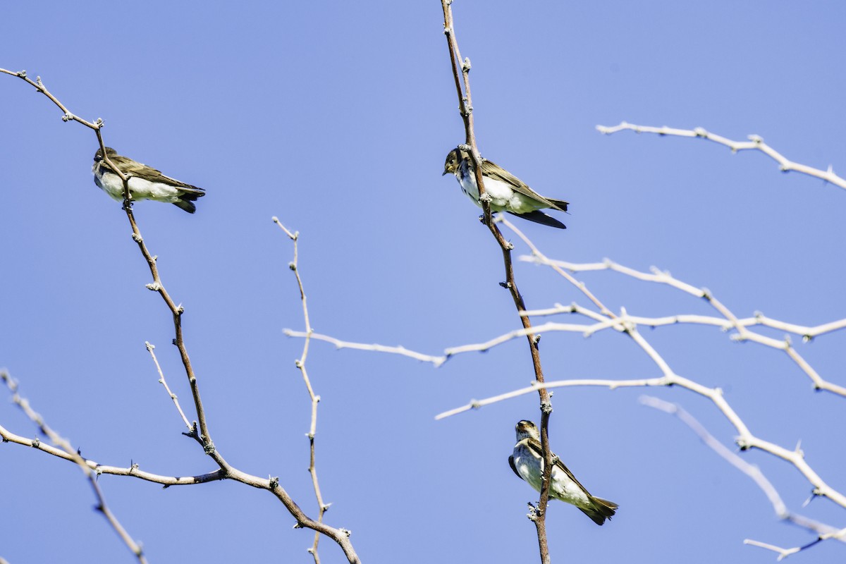 Golondrina Aserrada - ML620573147