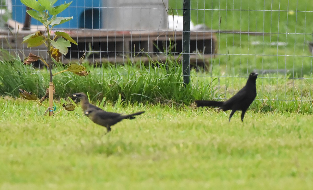 Great-tailed Grackle - ML620573151