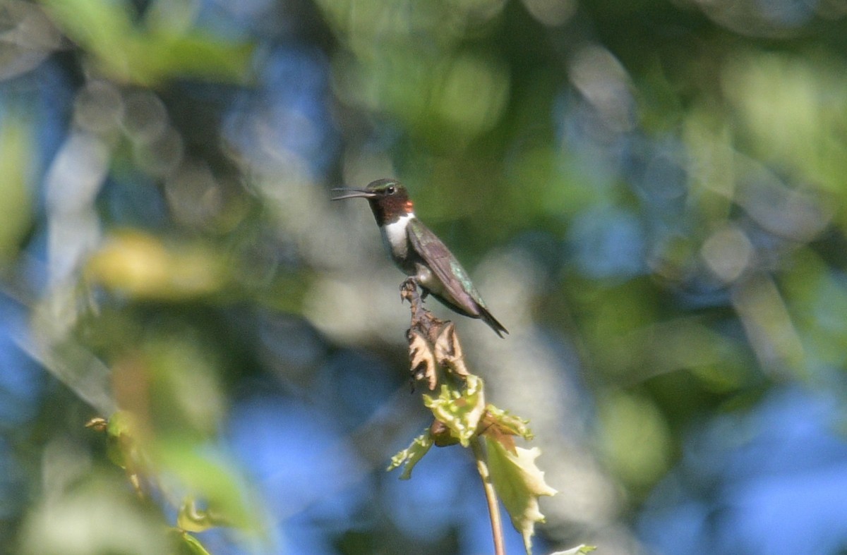 Ruby-throated Hummingbird - ML620573164