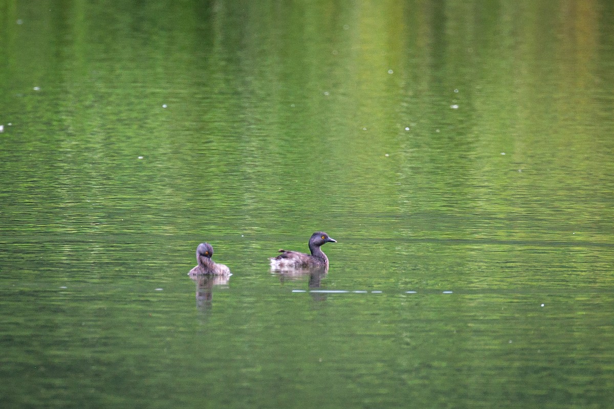 Least Grebe - ML620573190