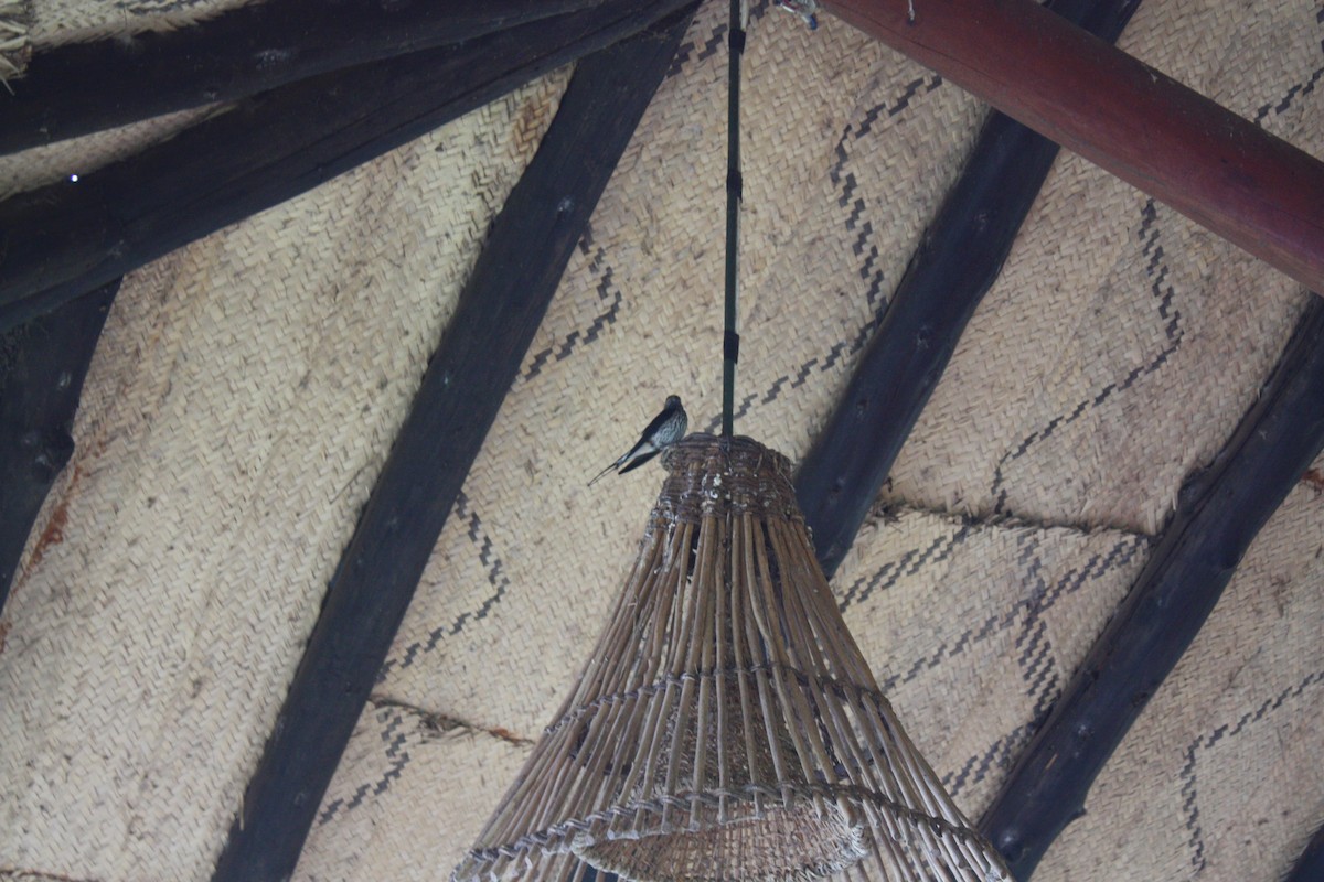 Lesser Striped Swallow - ML620573196